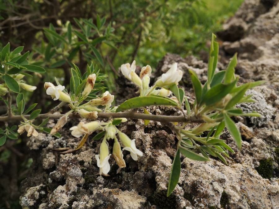 Chamaecytisus prolifer — houseplant care guide