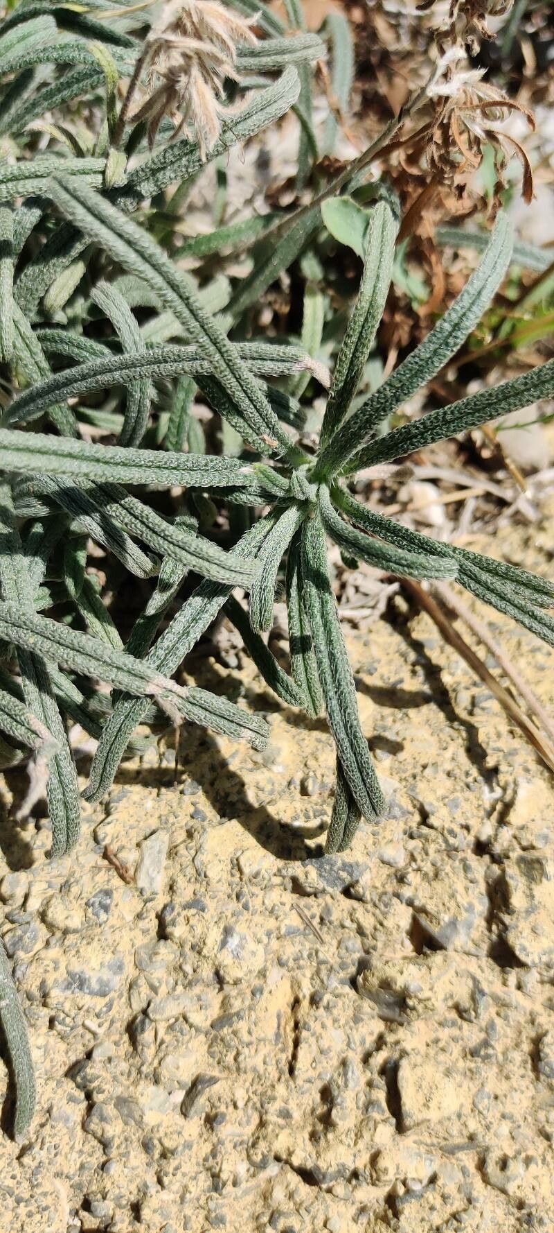 Euploca chrysantha habit