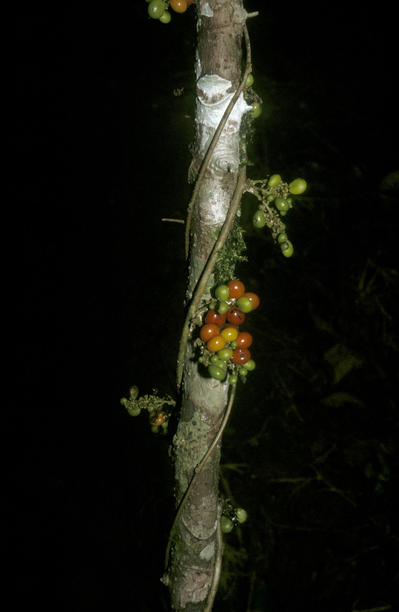 Cissampelos fasciculata fruit