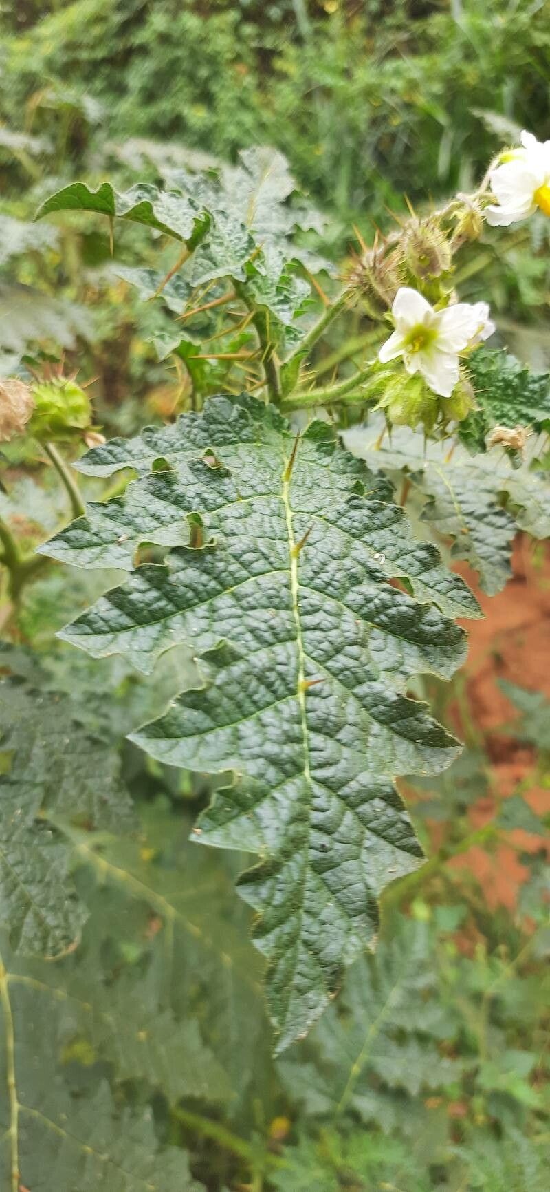 Solanum campechiense — search result for 'Solanum'
