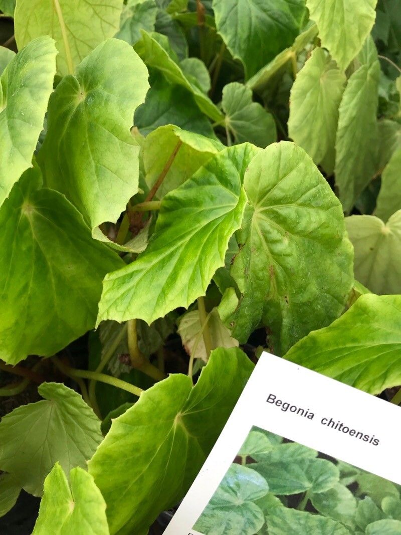 Begonia chitoensis — houseplant care guide