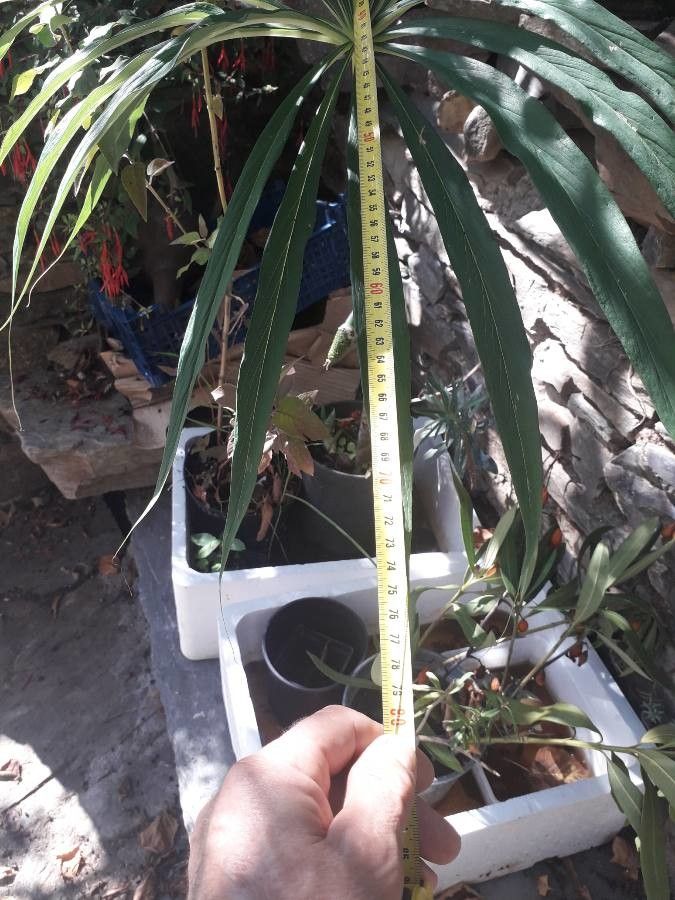 Arisaema erubescens leaf