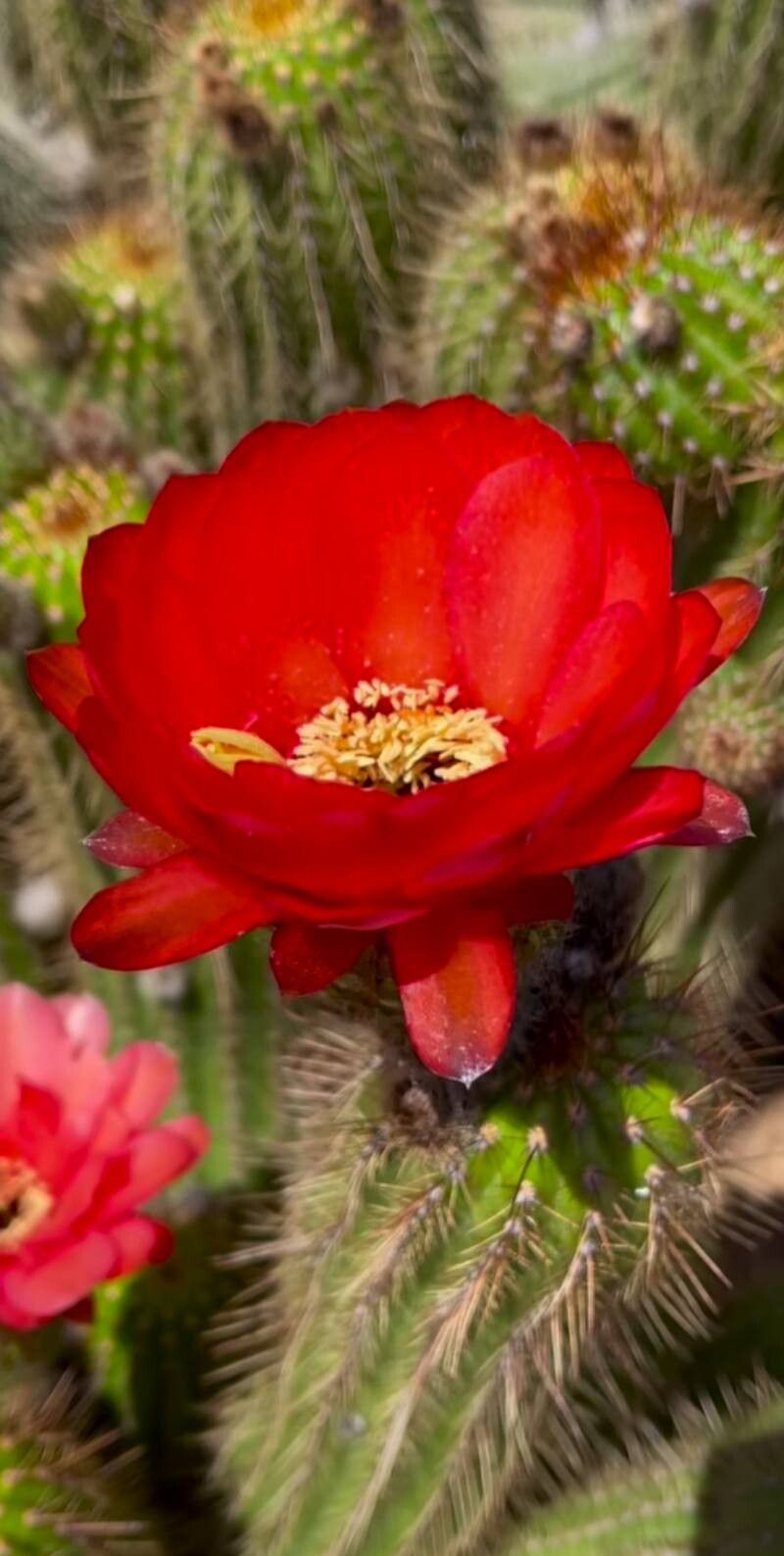 Soehrensia huascha flower