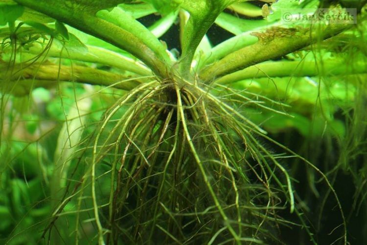 Ceratopteris pteridoides habit