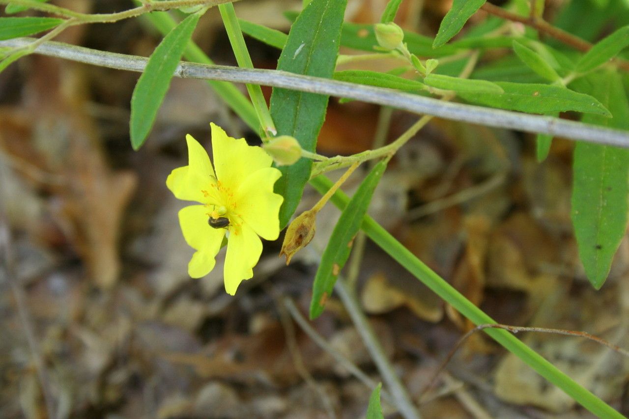 Helianthemum georgianum — houseplant care guide