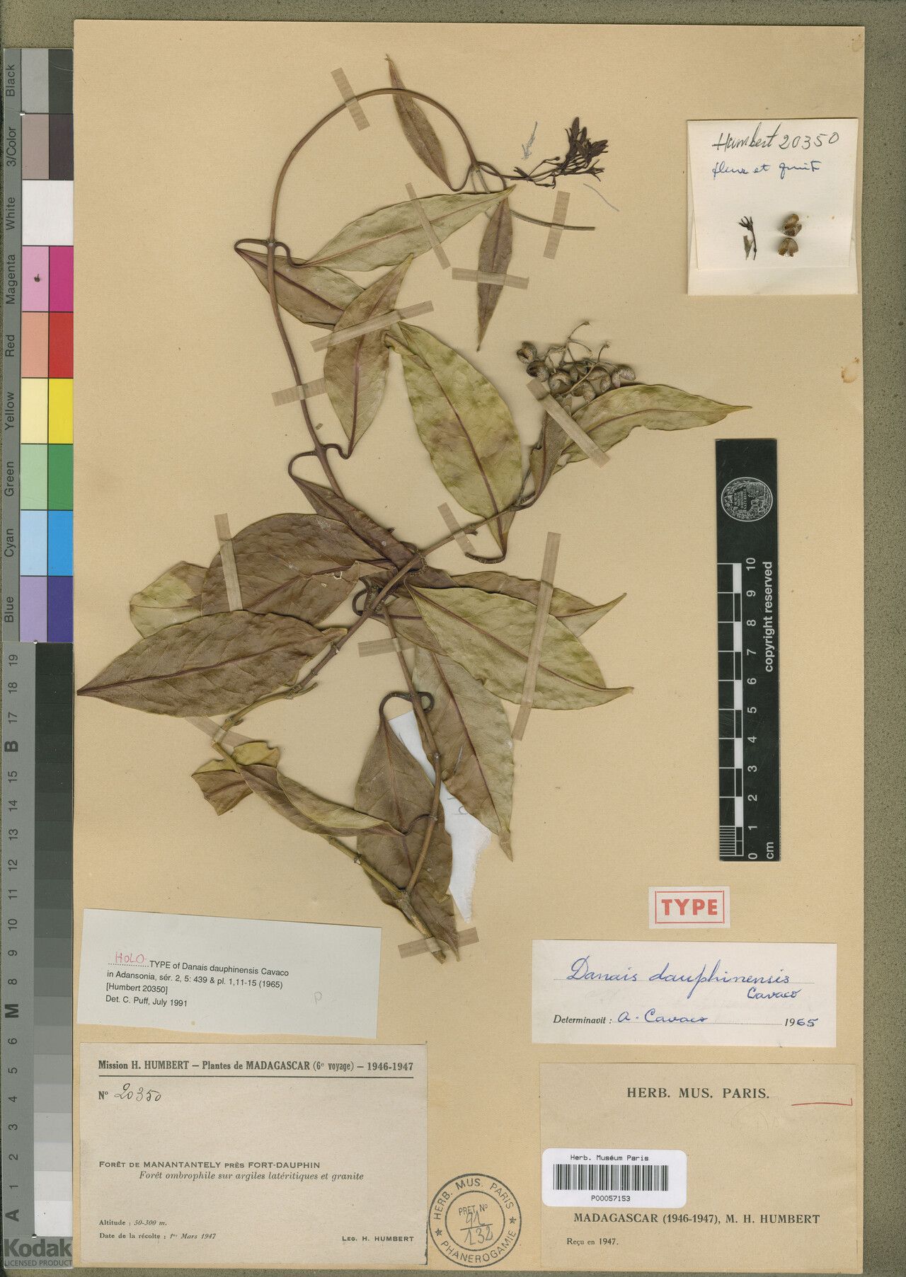 Danais dauphinensis — houseplant care guide