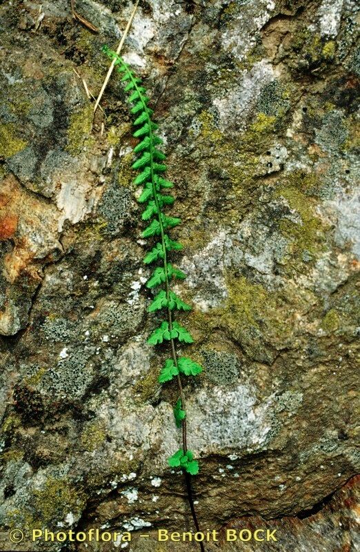 Asplenium x pagesii other