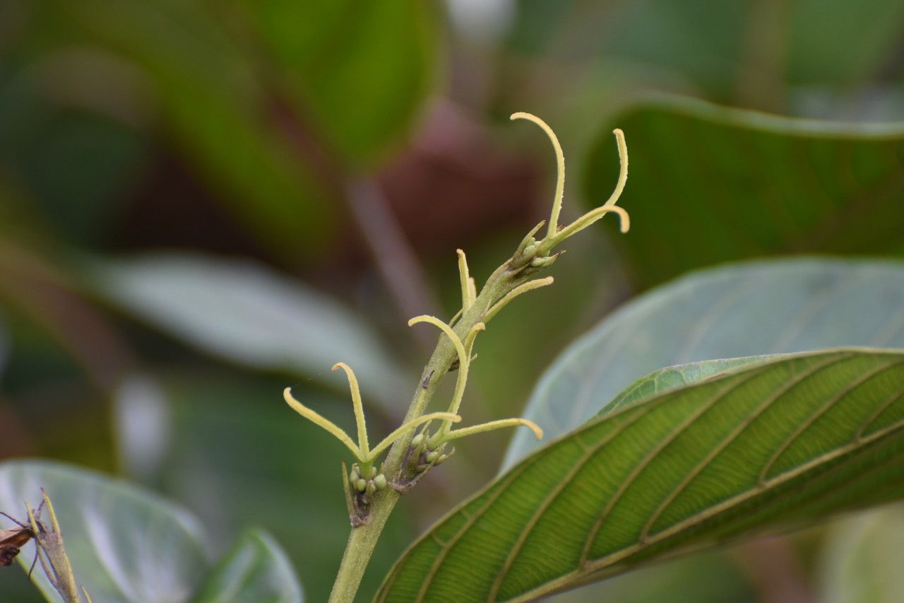 Hancea integrifolia flower