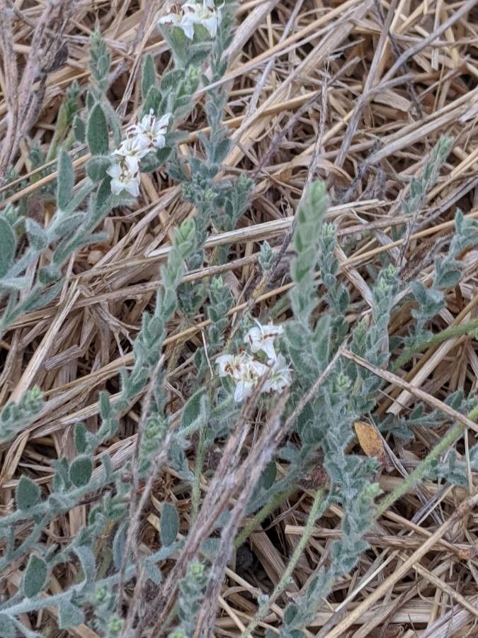 Cressa truxillensis — search result for 'Convolvulaceae'