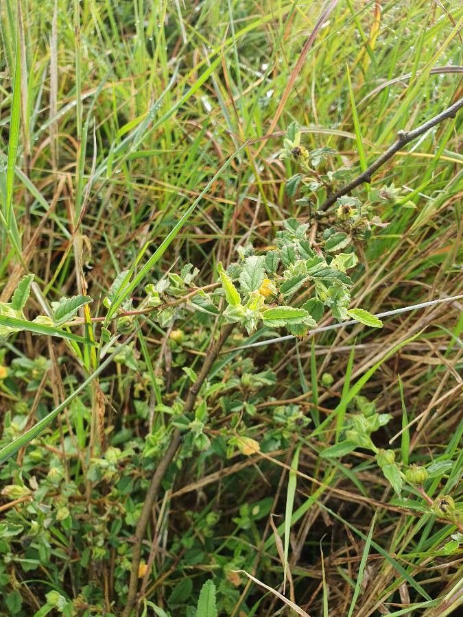 Sida schimperiana leaf