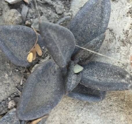 Lenophyllum latum — related species from the same genus