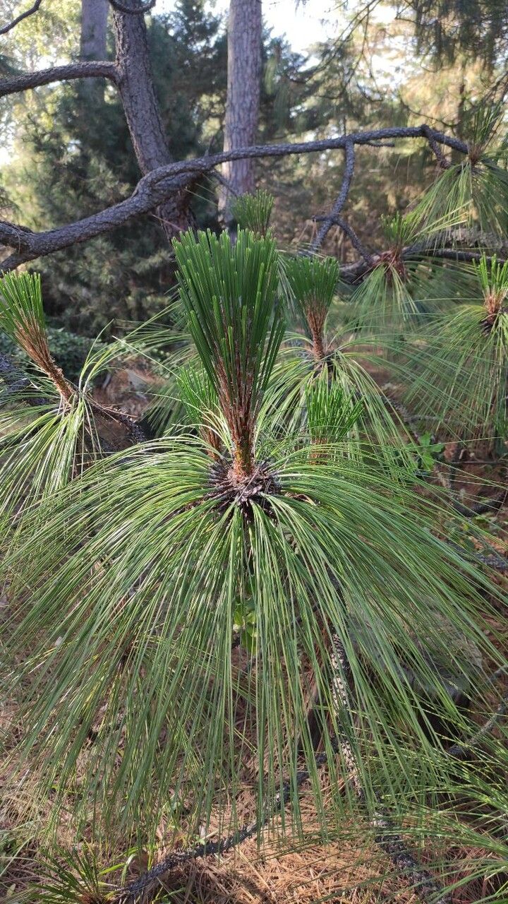 Pinus montezumae leaf