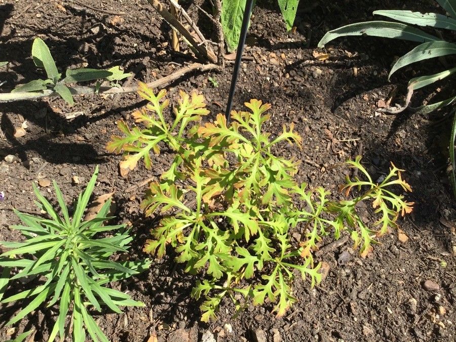 Argyranthemum hierrense — search result for 'Argyranthemum'