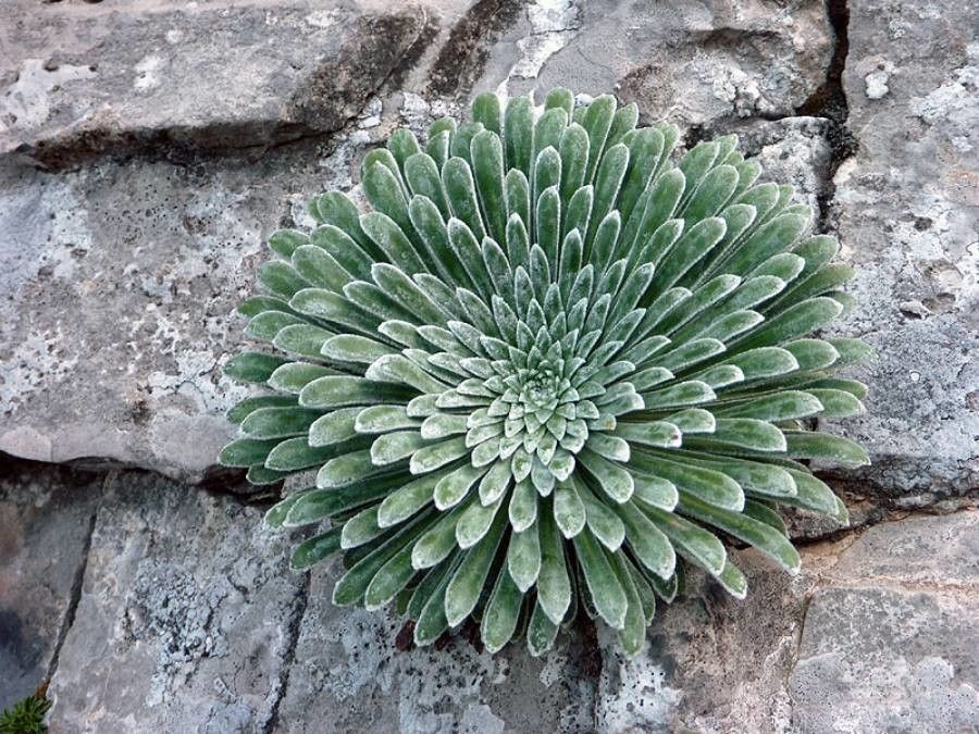 Saxifraga longifolia — search result for 'Saxifraga'