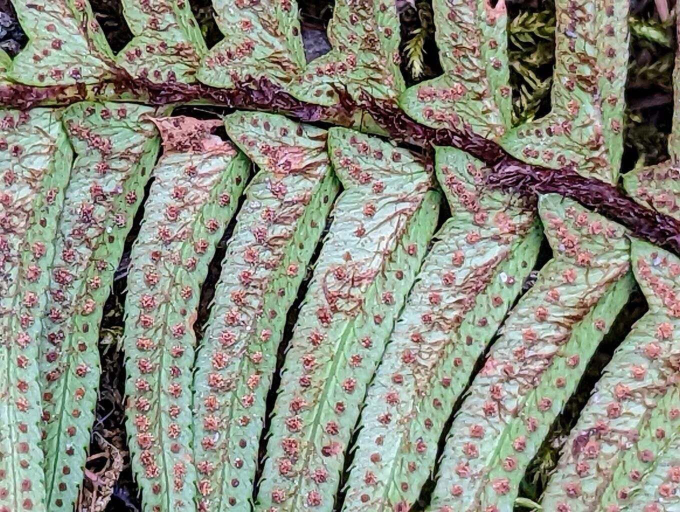 Polystichum munitum fruit