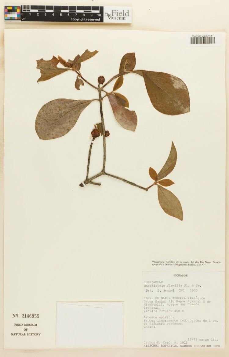 Clusia flavida — search result for 'Clusia'