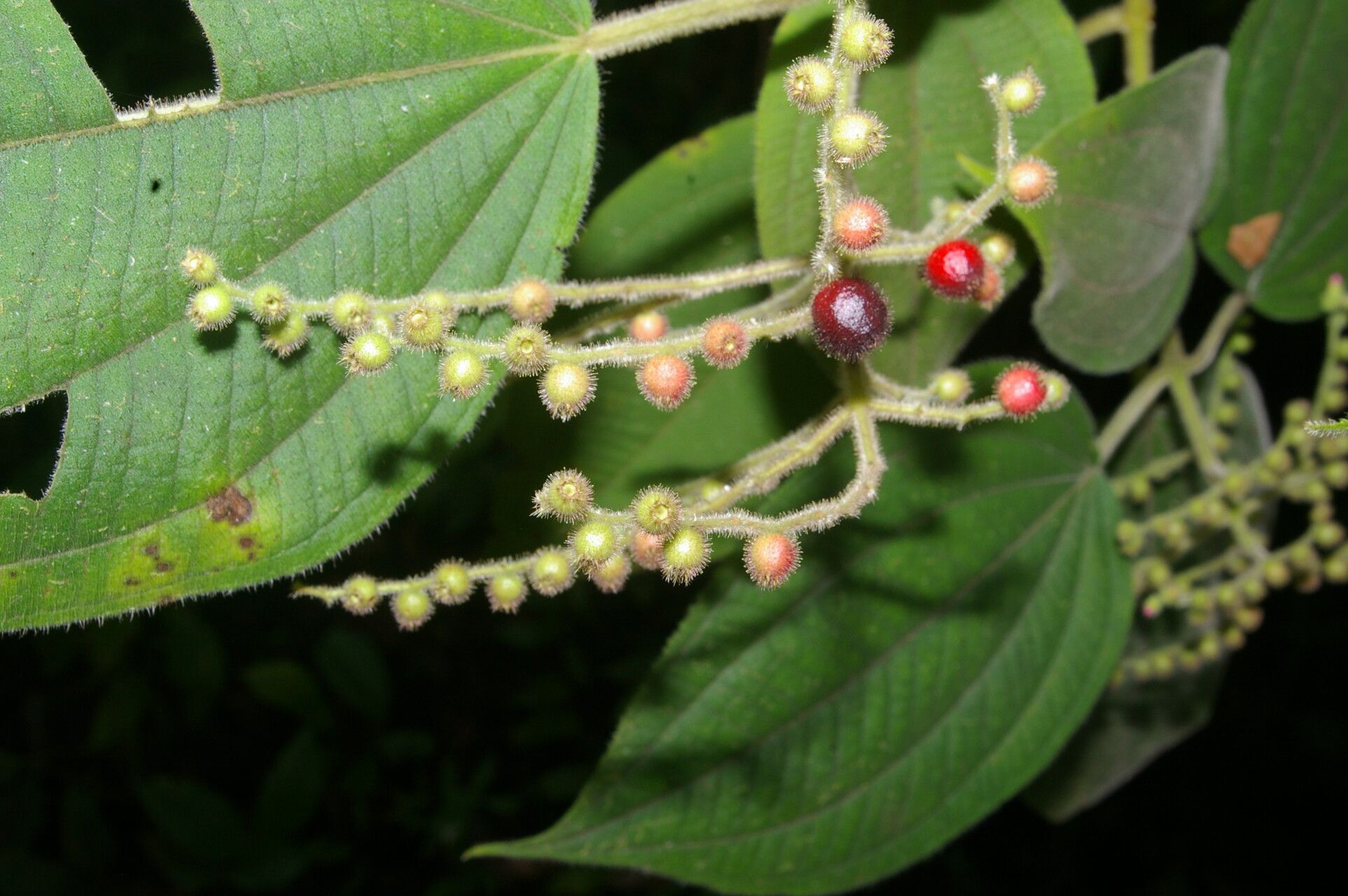 Leandra mexicana — houseplant care guide