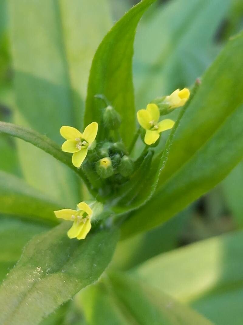 Camelina sativa flower