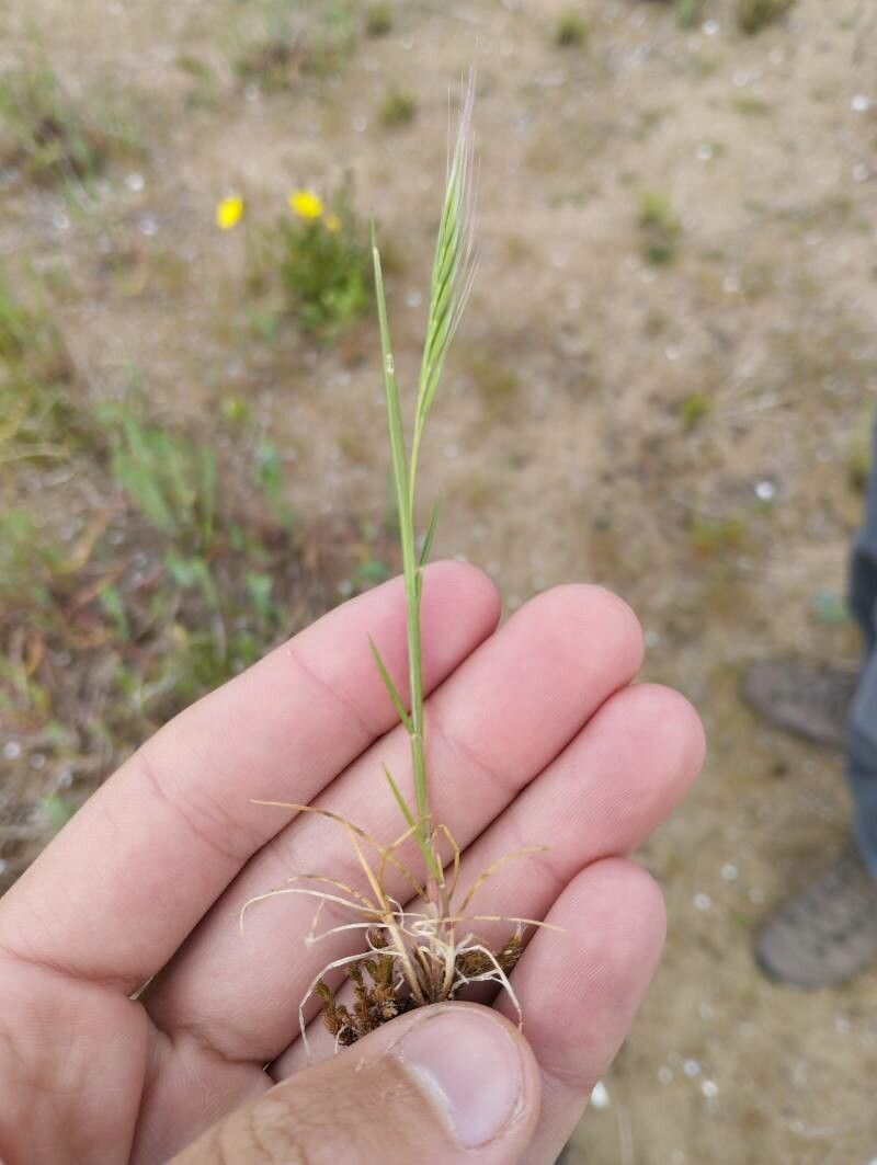 Festuca fasciculata — houseplant care guide