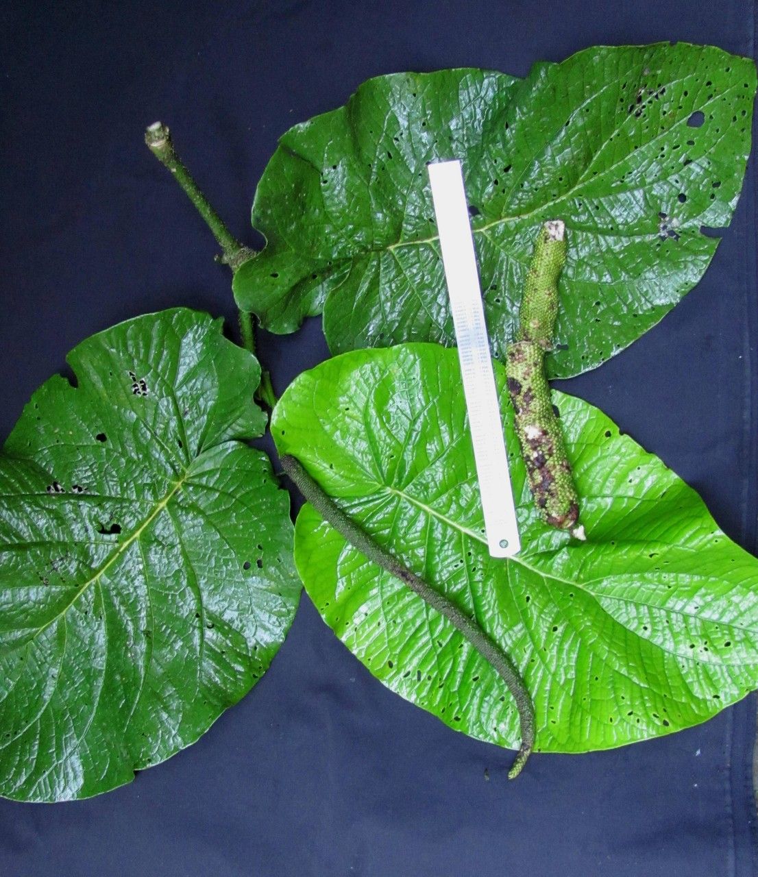 Piper clavuligerum other