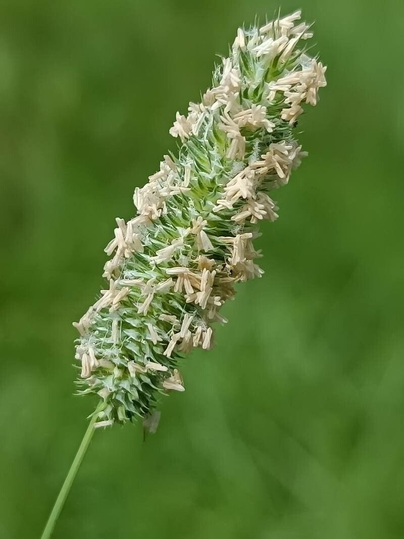 Phleum pratense flower