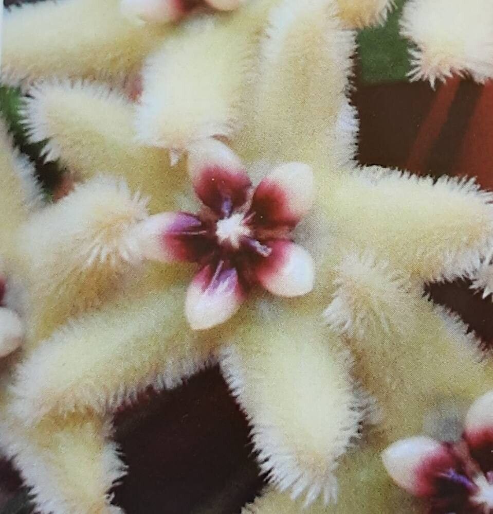 Hoya buotii flower