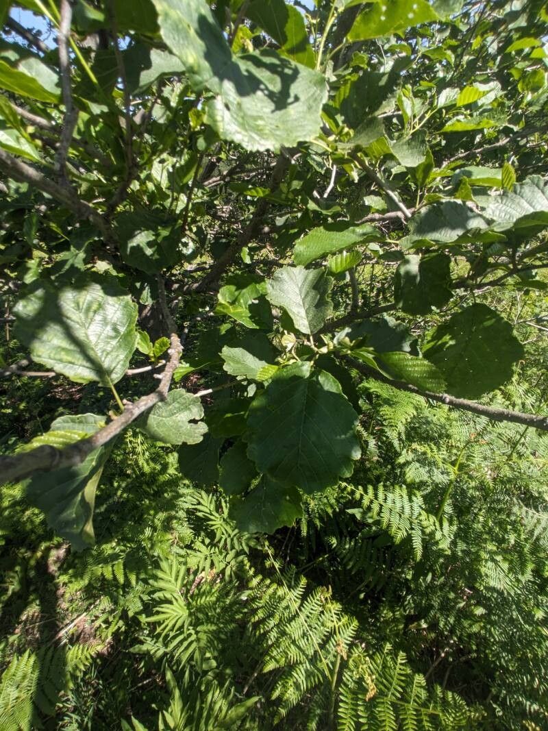 Alnus rohlenae — search result for 'Alnus'