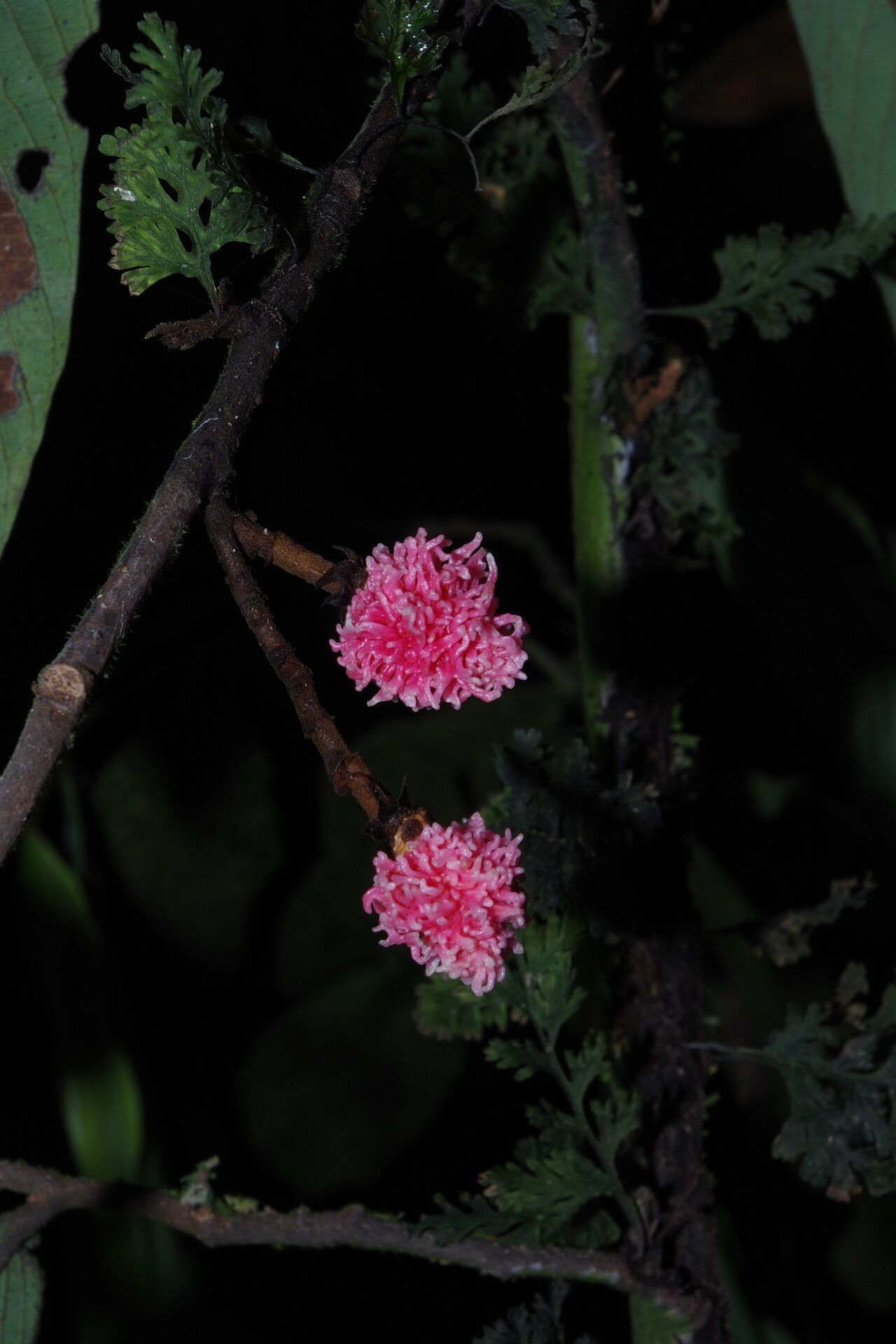 Piptostigma macrophyllum fruit
