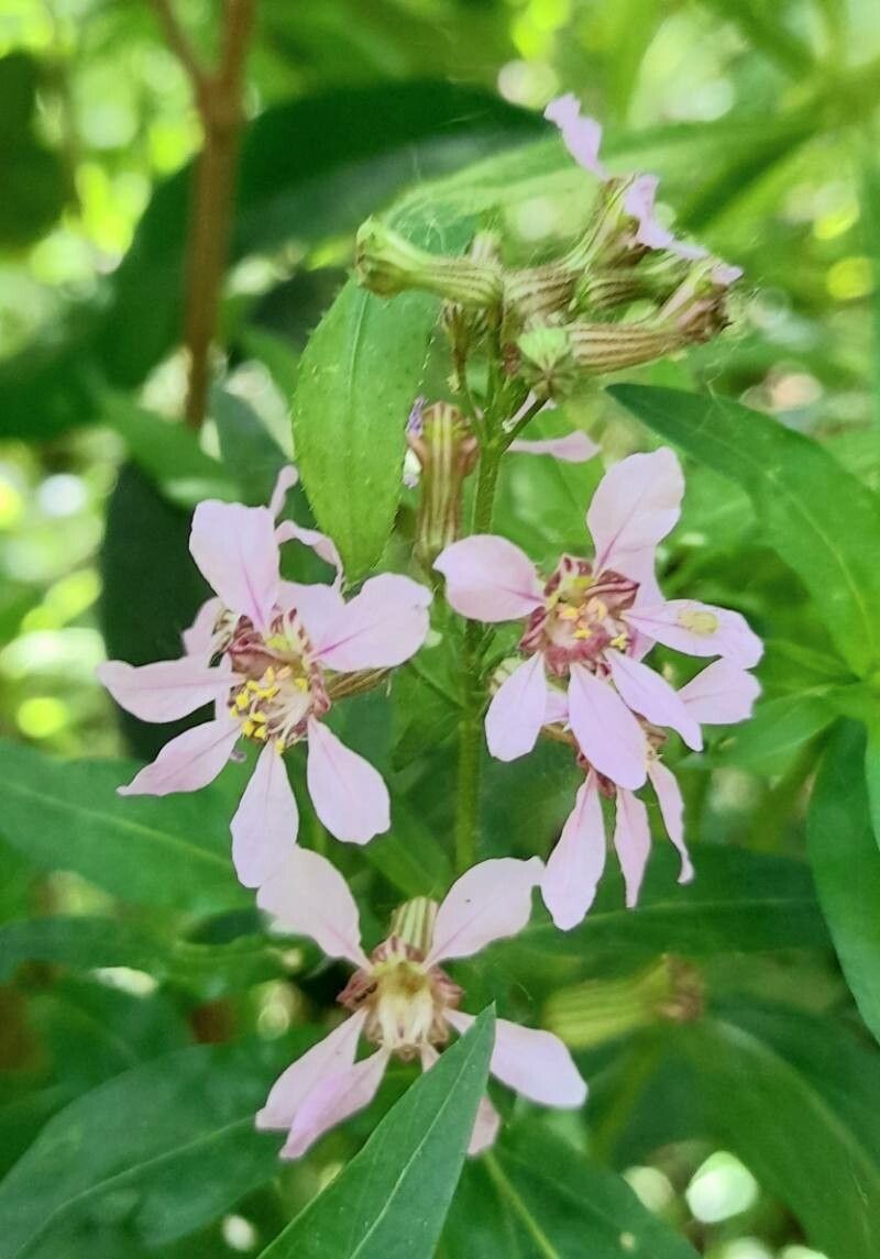 Cuphea fruticosa — search result for 'Cuphea'