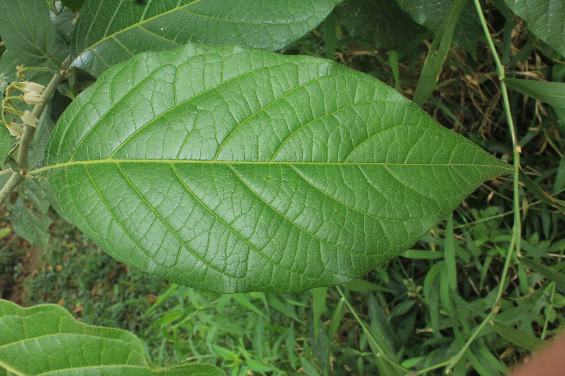Solanum microleprodes — houseplant care guide