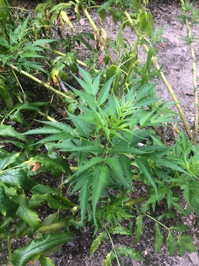 Datisca cannabina — search result for 'Cyprus'