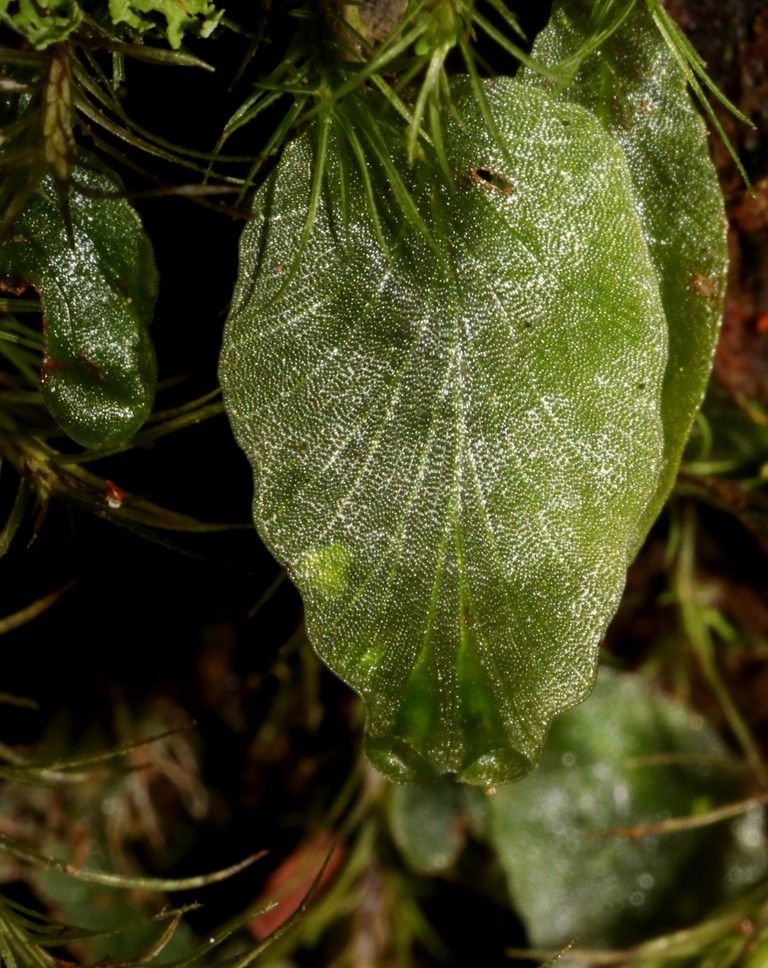 Trichomanes bimarginatum leaf