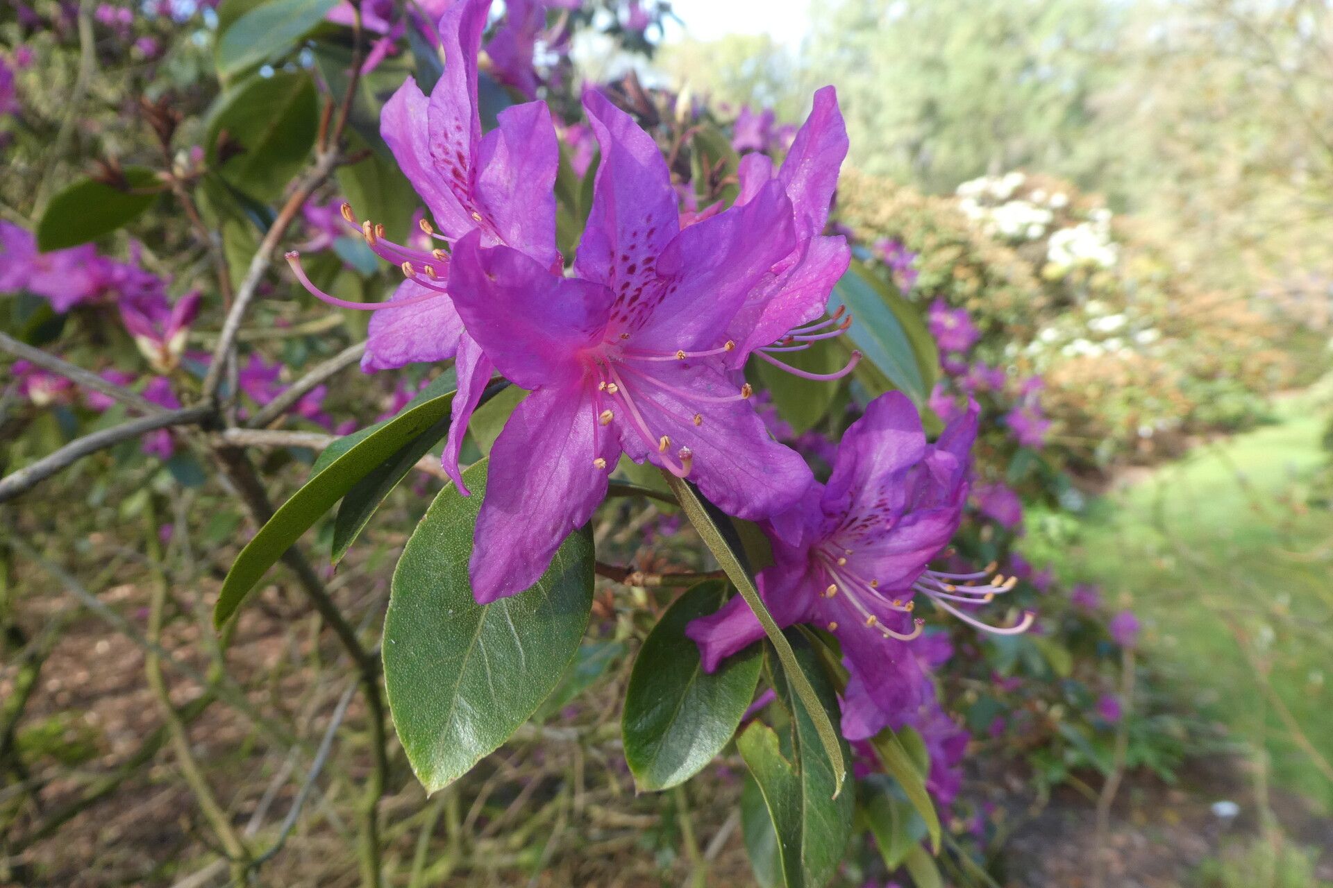 Rhododendron amesiae — houseplant care guide
