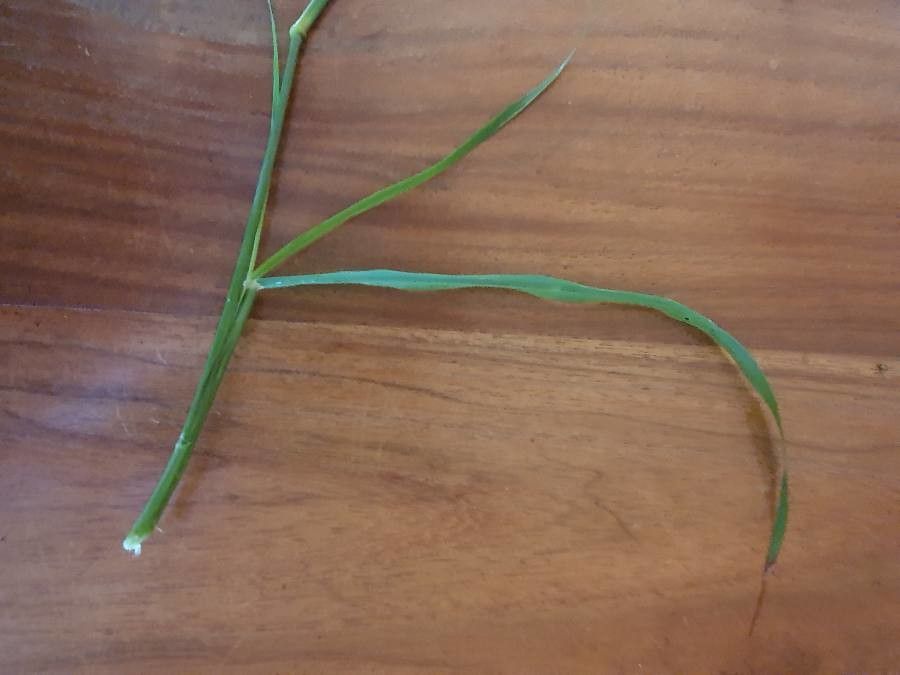 Eragrostis racemosa leaf