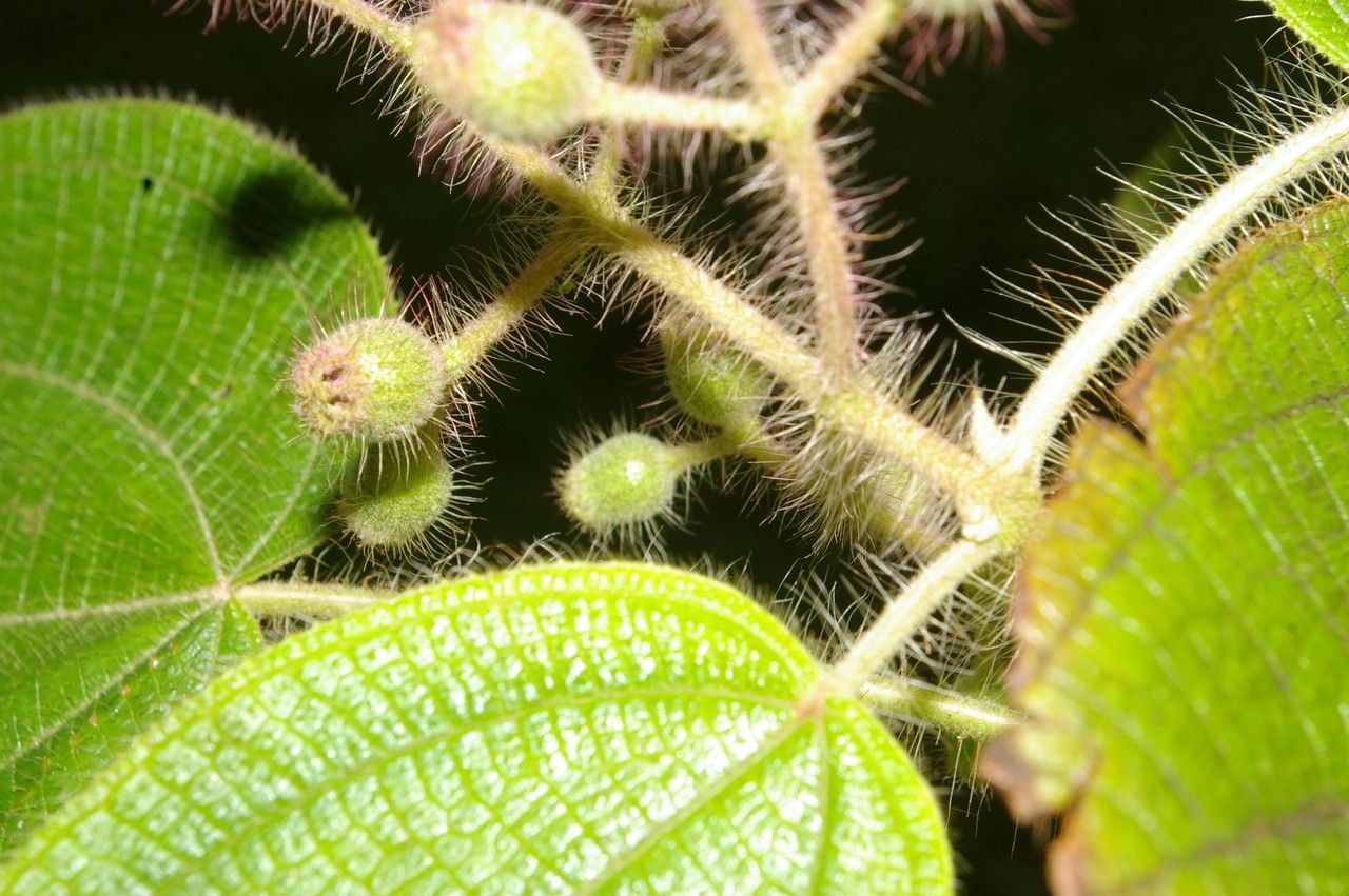 Vismia macrophylla fruit