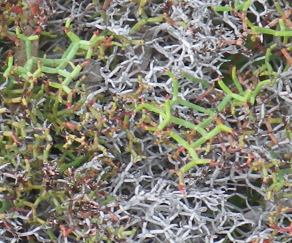Limonium lambinonii habit