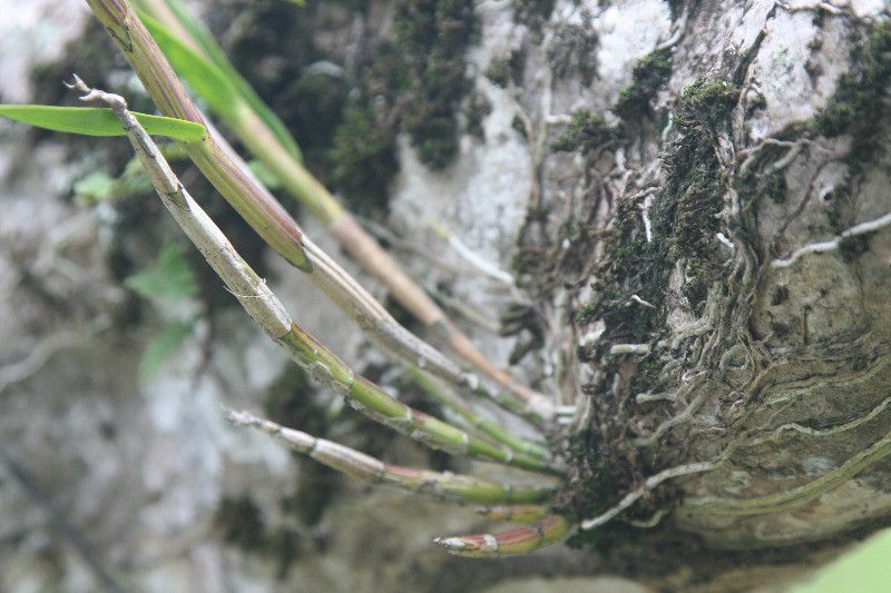 Dimerandra elegans habit