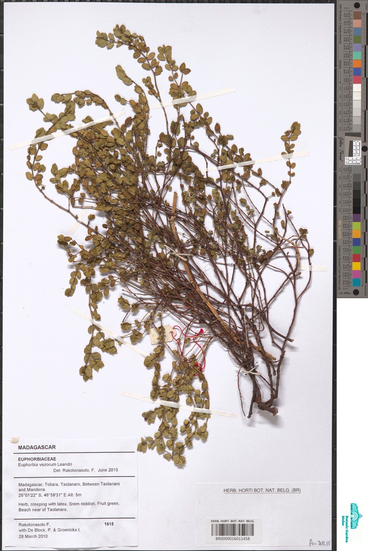 Euphorbia vezorum — houseplant care guide