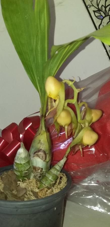 Catasetum maculatum habit