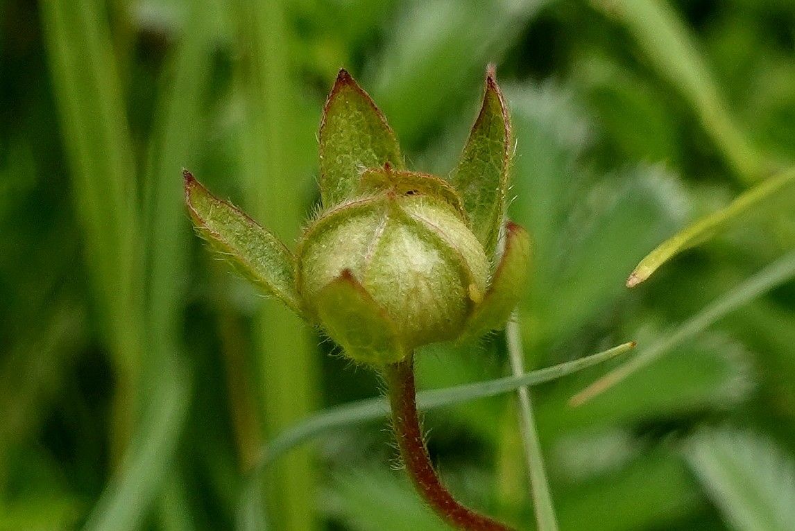 Argentina anserina fruit
