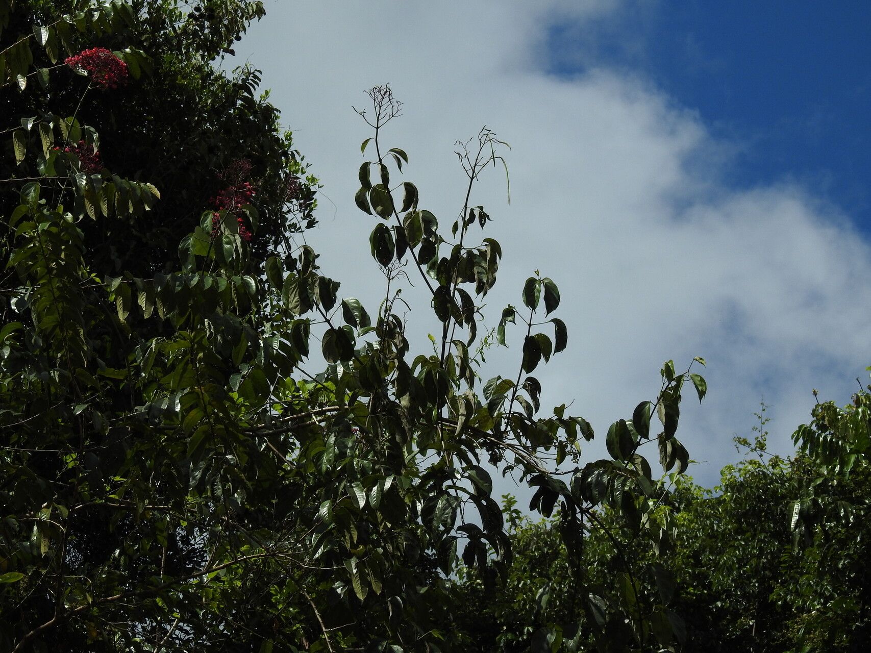 Fridericia trailii habit