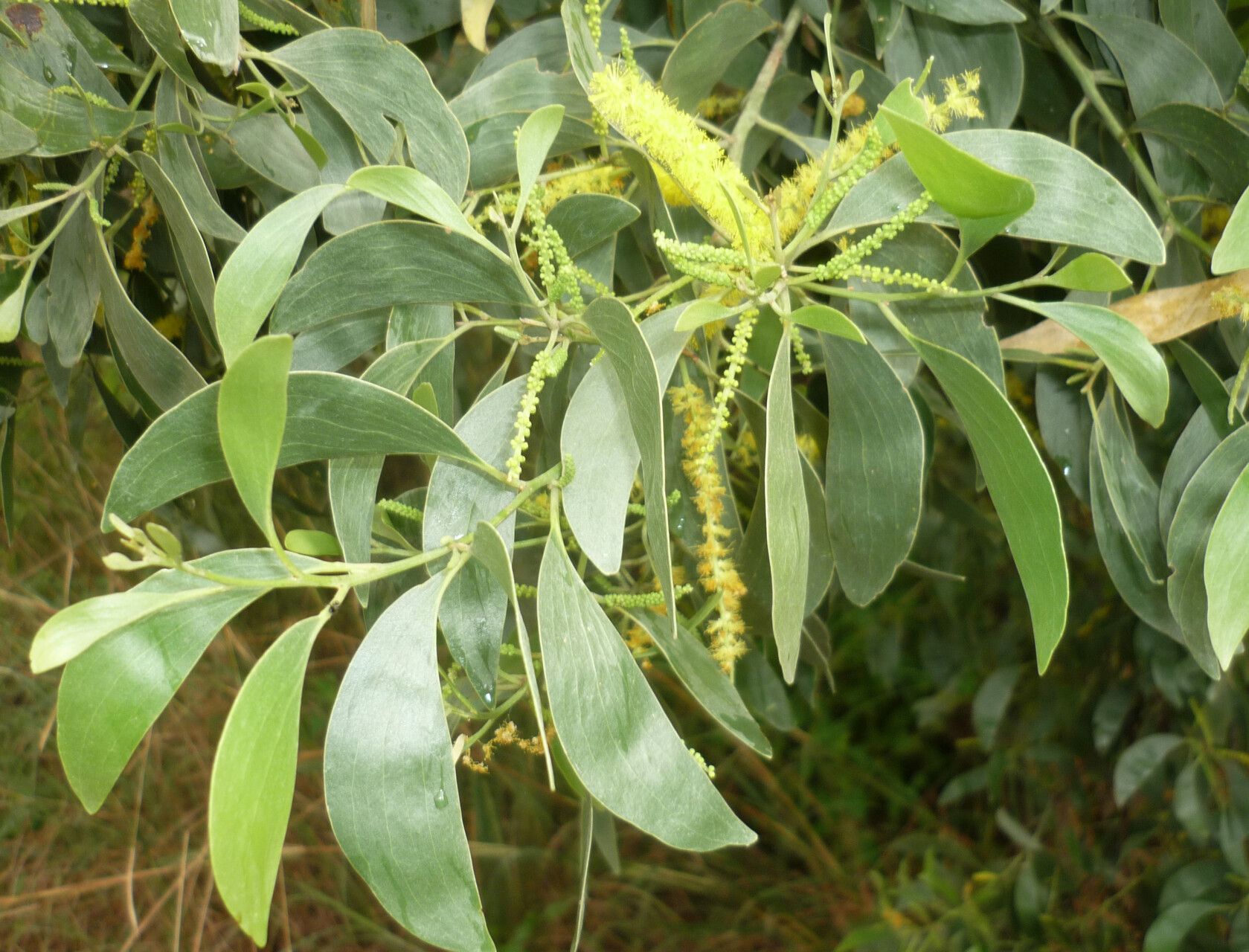 Acacia wetarensis — houseplant care guide