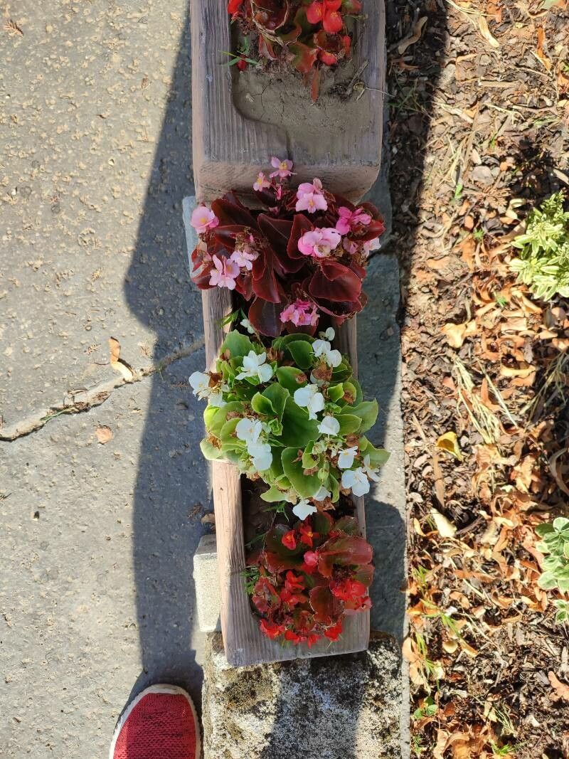 Begonia x semperflorens fruit