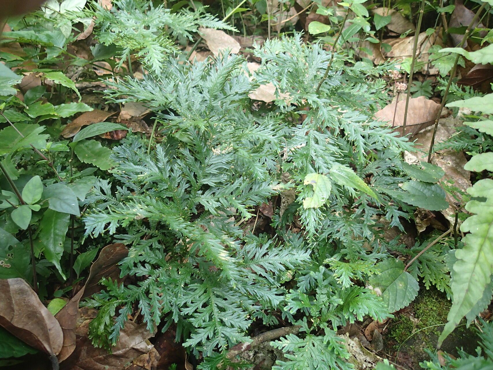 Selaginella versicolor — houseplant care guide