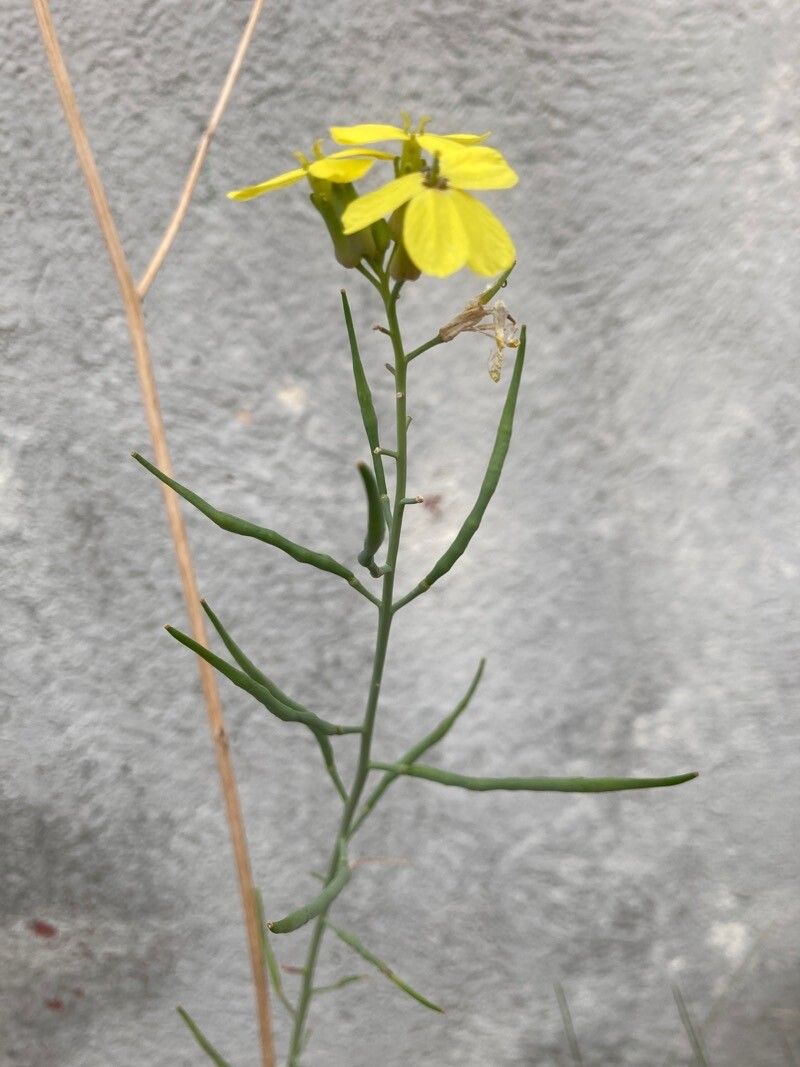 Coincya monensis fruit