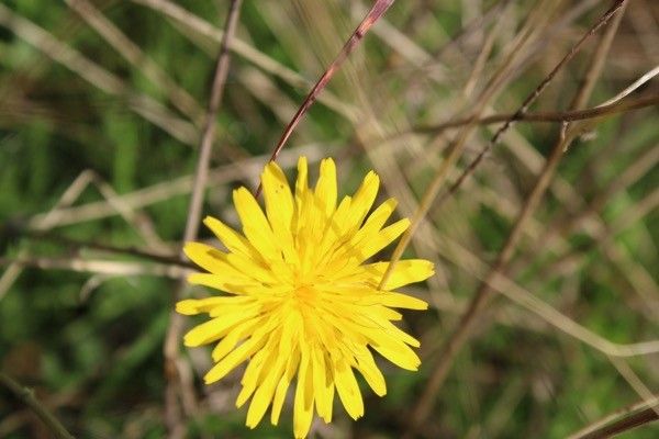 Hypochaeris radicata flower