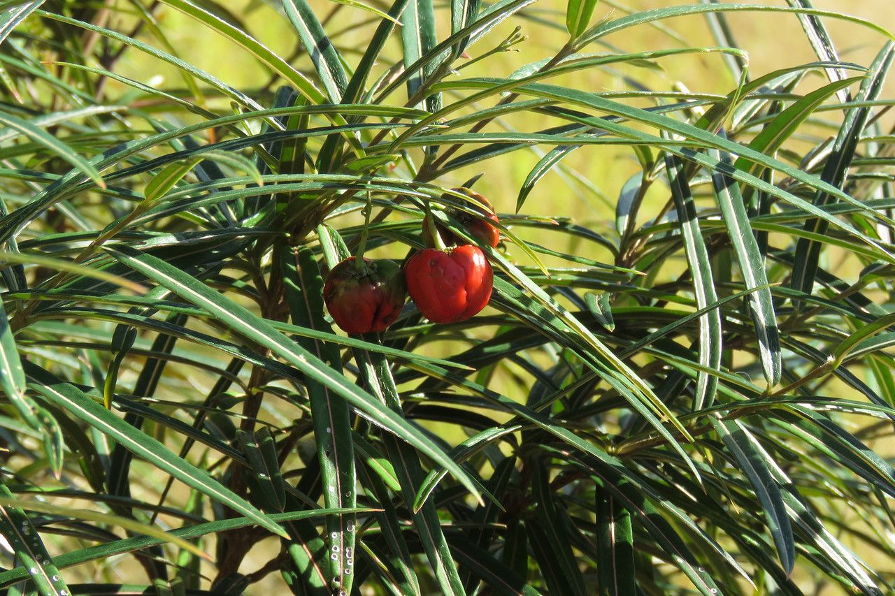 Malpighia linearis fruit