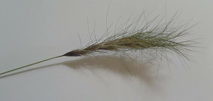 Aristida congesta flower