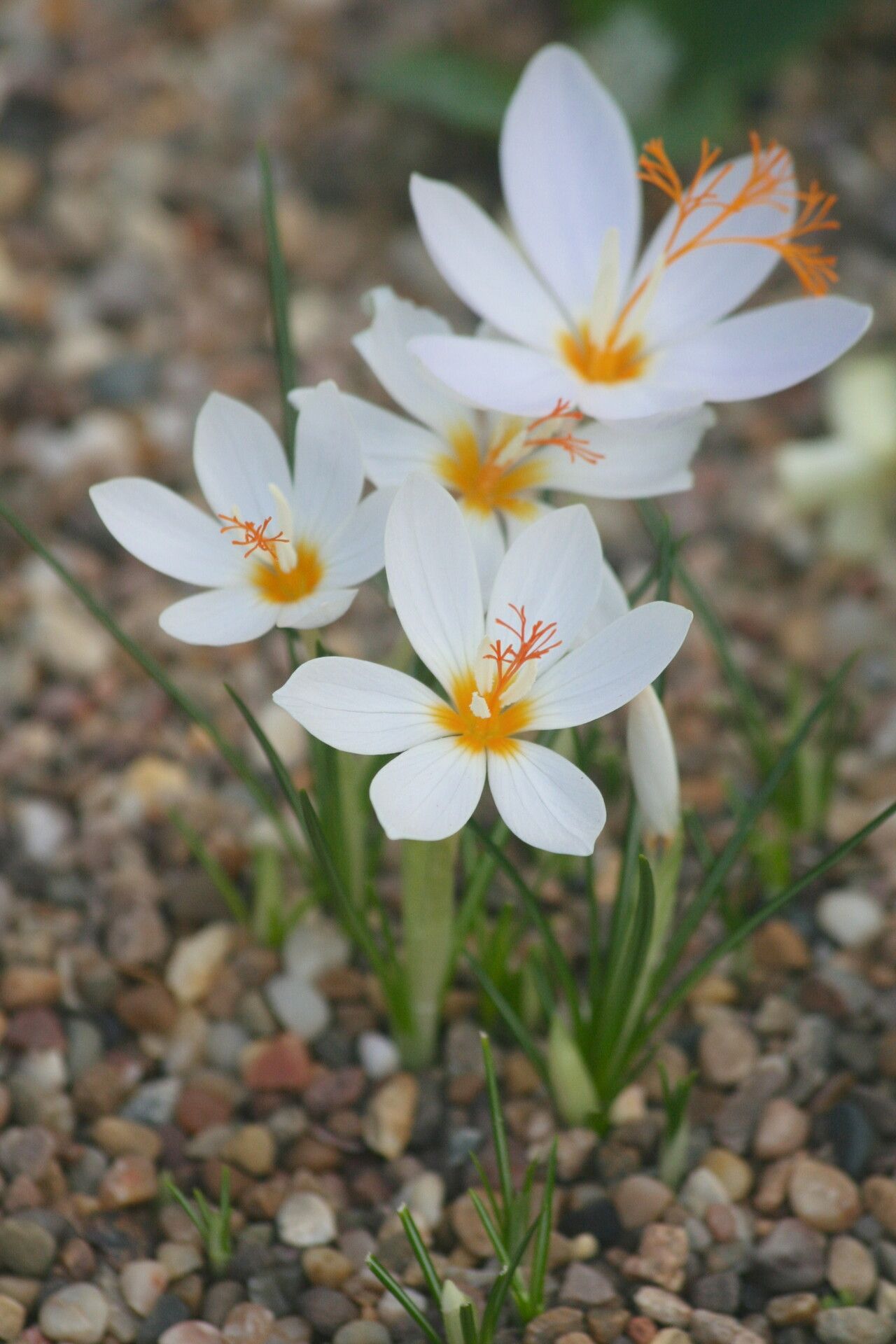 Crocus boryi flower