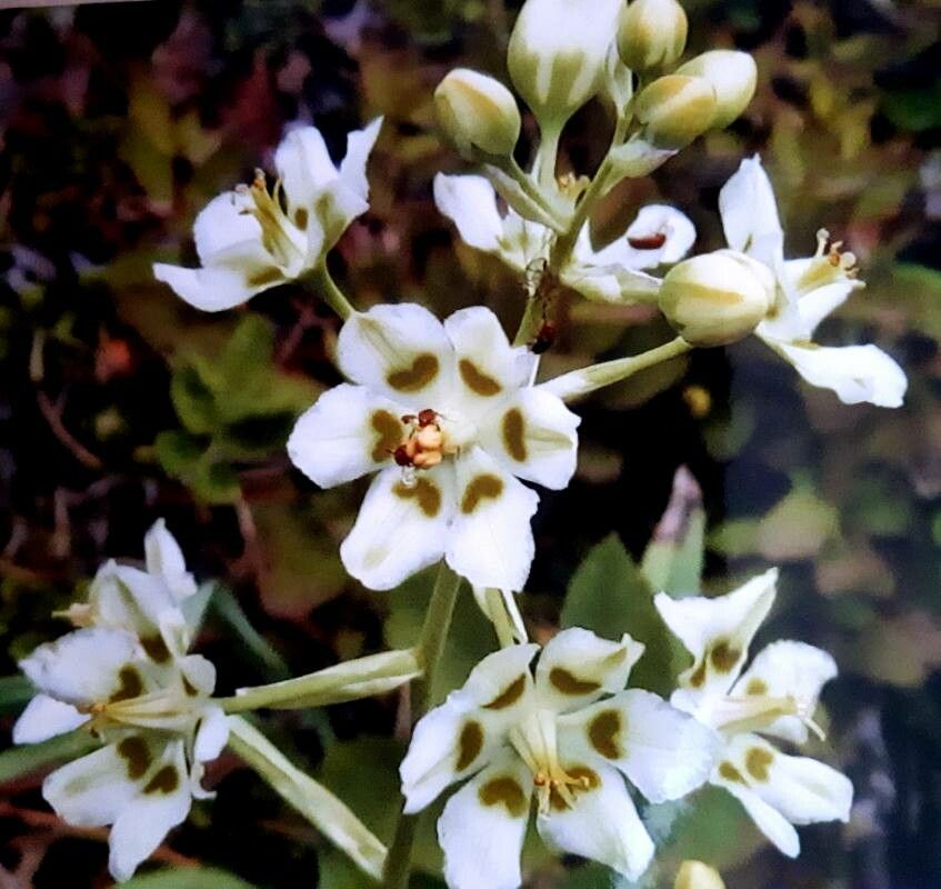Anticlea elegans flower